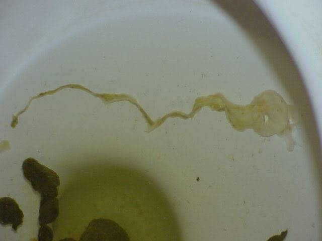 Вытекающая сперма с попки жены фото