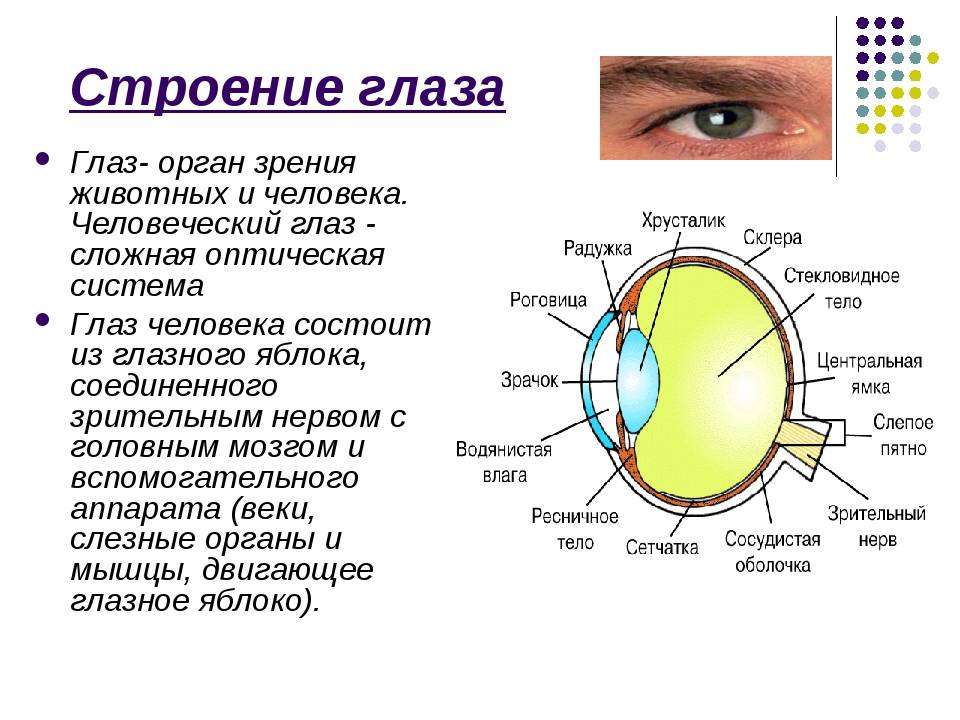 Болезни глаз у человека: список заболеваний, симптомы, лечение, причины, названия, фото