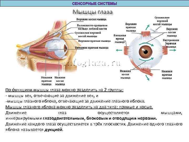 Мышцы глаза