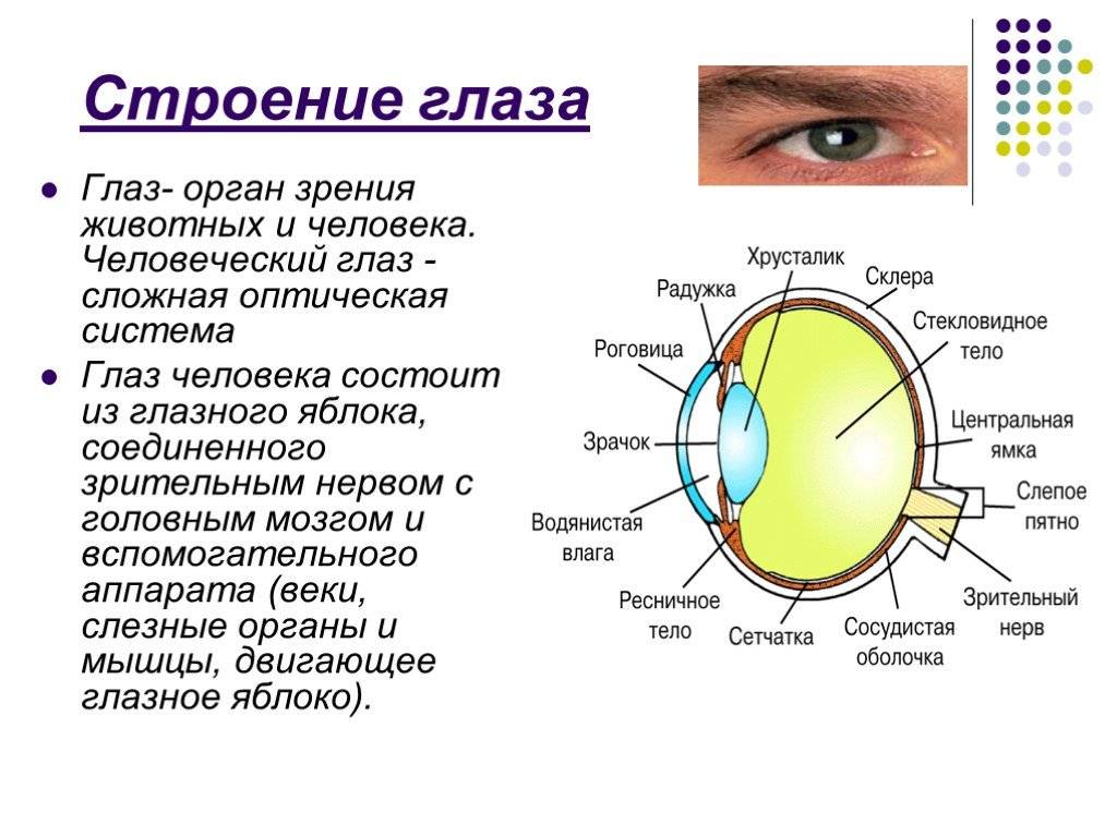 Строение глаза человека со схемой и подробным описанием
