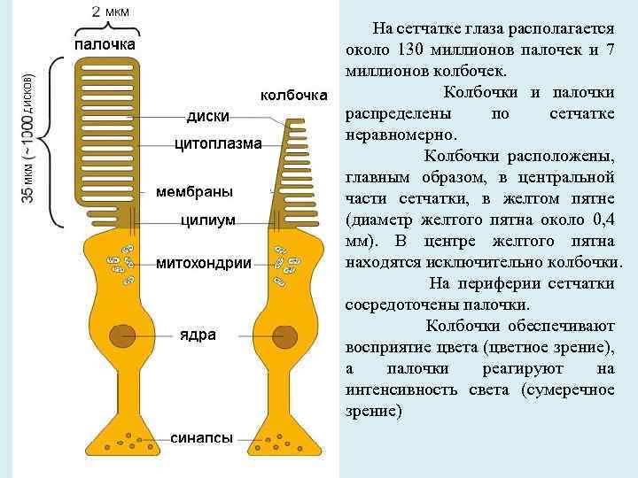 Палочки и колбочки картинки