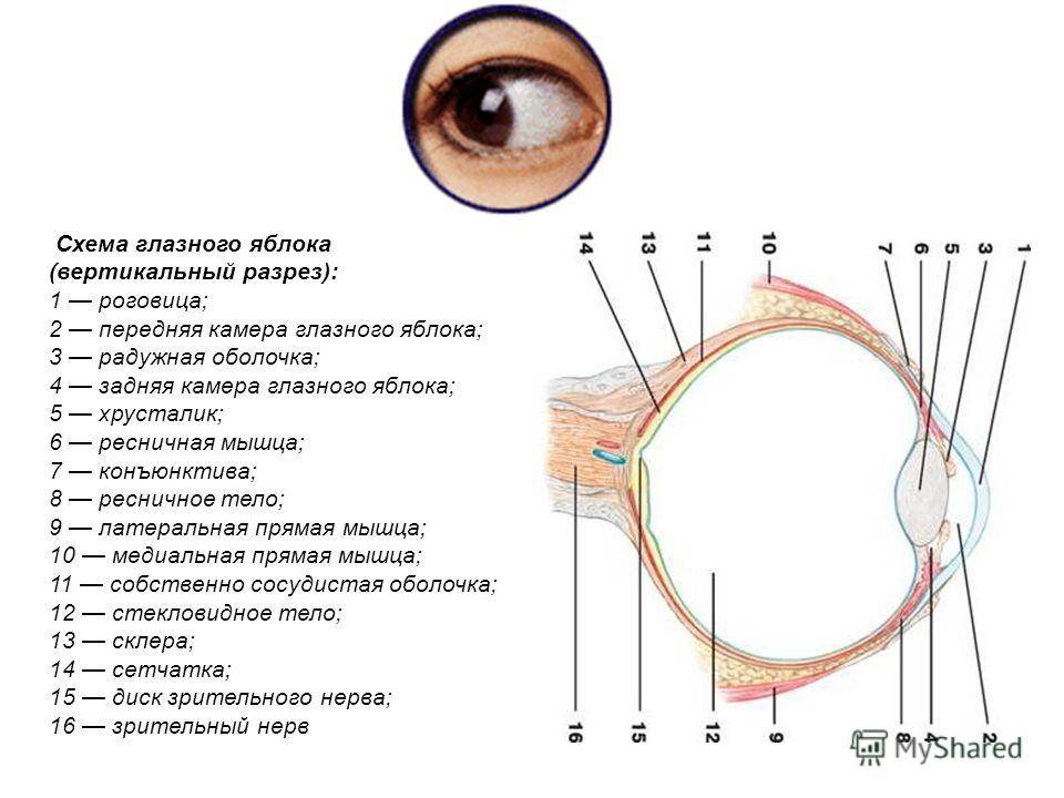 Глаз человека, схема и устройство глазного яблока
