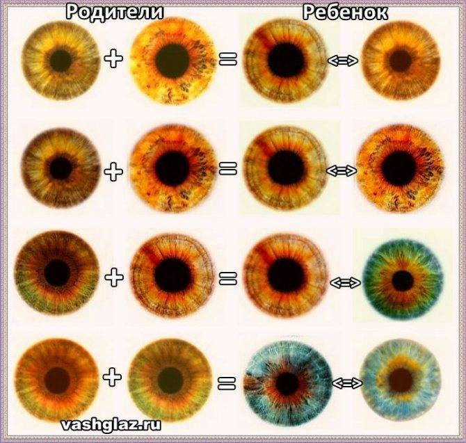 Цвет глаз ребенка: таблица. как определить цвет глаз будущего ребенка