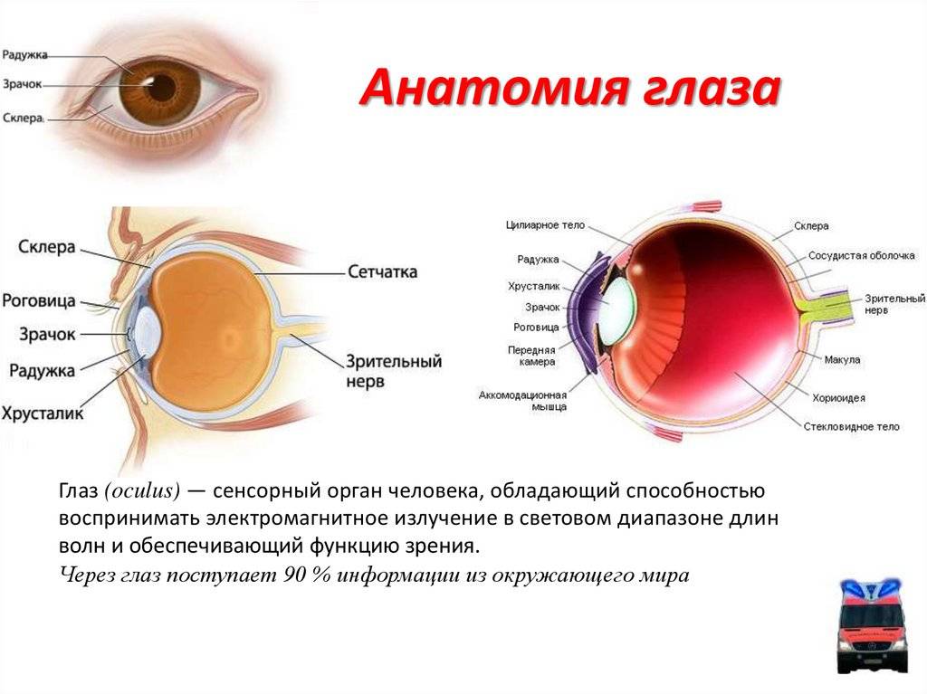 Сосудистая оболочка глаза: строение, функции, лечение