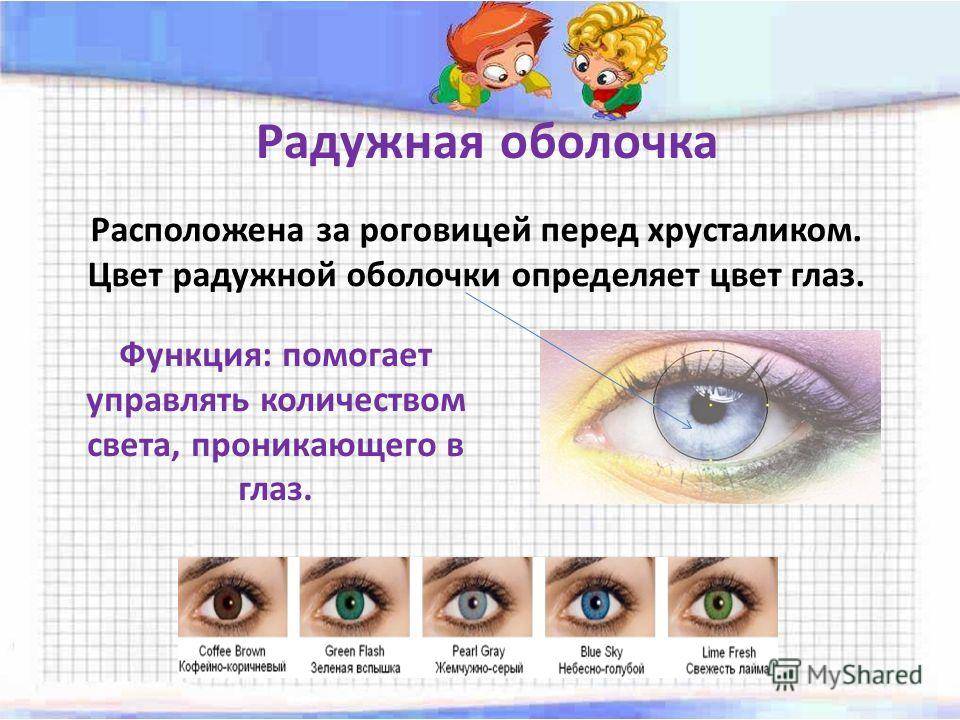 Радужка глаза человека | анатомия радужки глаза, строение, функции, картинки на eurolab