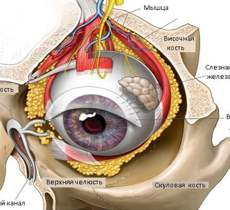 Глазные яблоки расположены в парных углублениях черепа. Глазное яблоко топографическая анатомия. Костные стенки глазницы анатомия. Глазничная перегородка анатомия. Строение стенок глазницы анатомия.