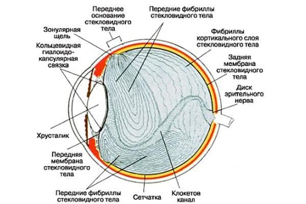 Биомикроскопия глаза - что это, показания, как проводят