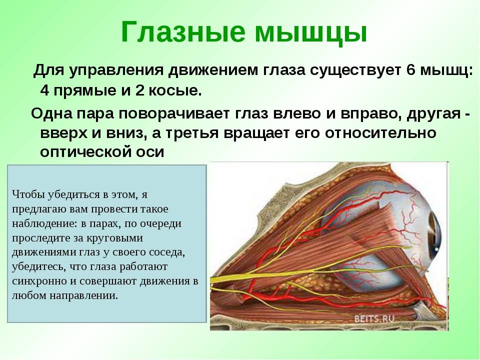 Анатомия глаза. строение глаза и функции его частей - sammedic.ru