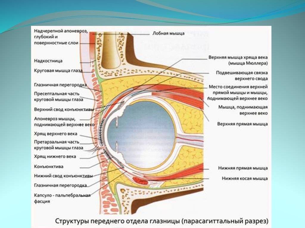 Мышцы глазного яблока - строение, функции