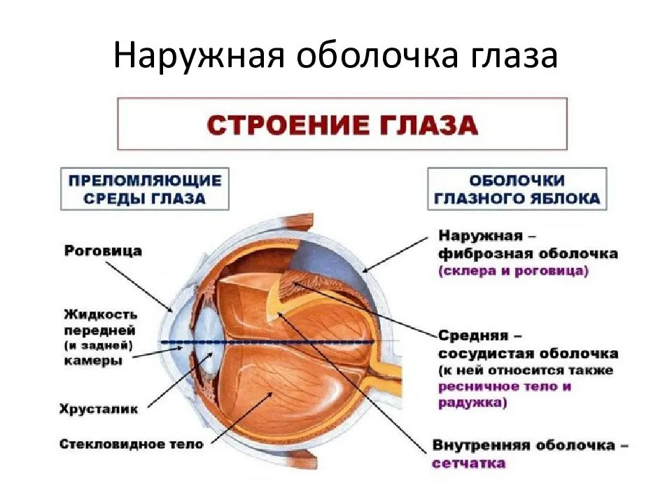Склера глаза - строение и функции, диагностика и заболевания - сайт "московская офтальмология"