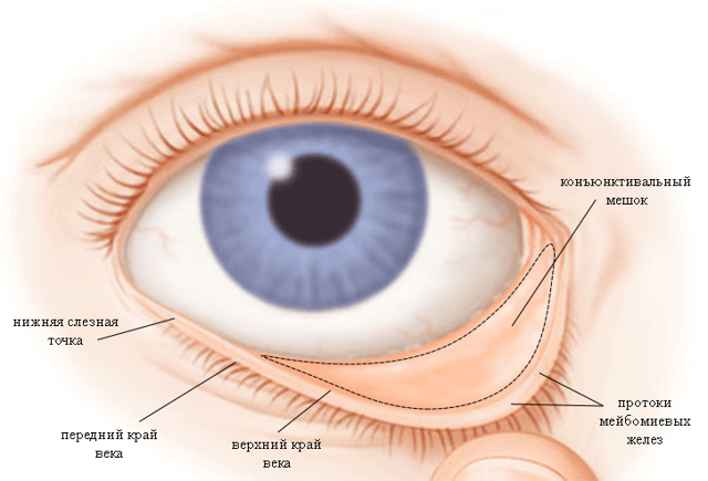 Конъюнктивальный мешок глаза: строение, функции, лечение