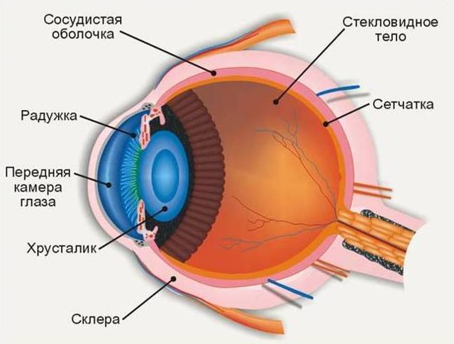 Строение хрусталика глаза человека: особенности и функциональность