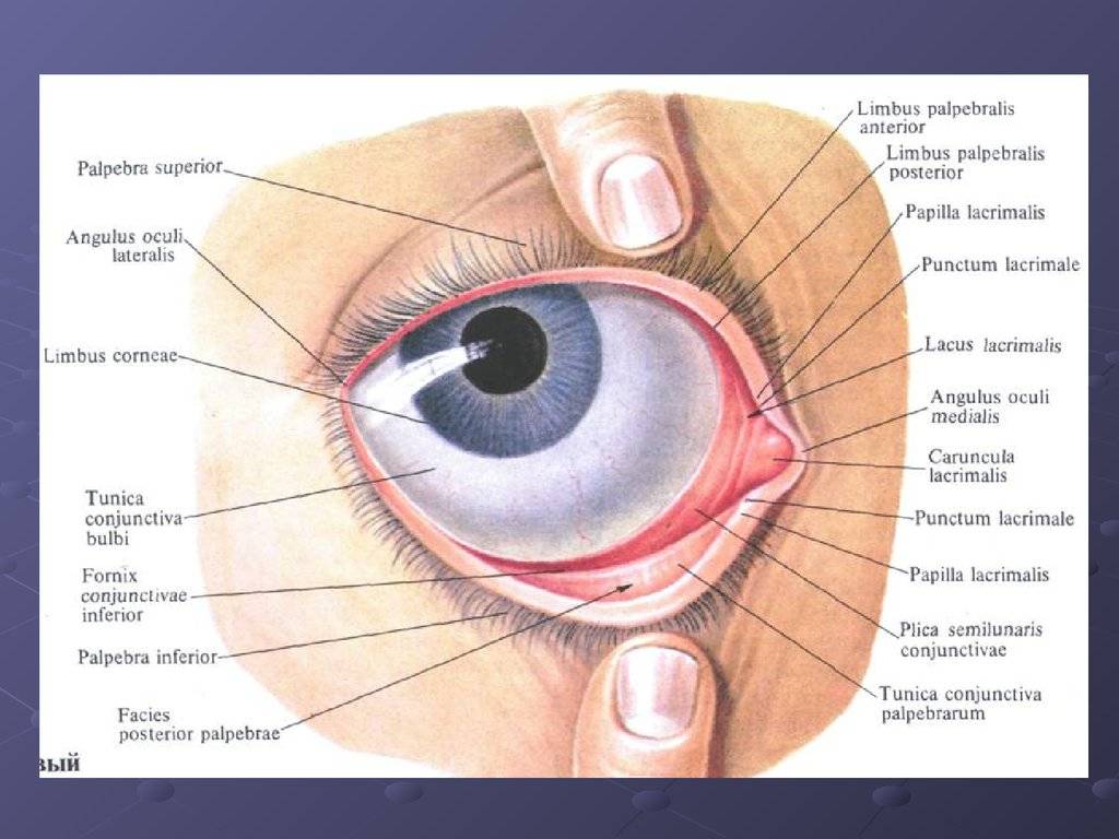 Конъюнктивальный мешок глаза - строение и функции, диагностика и заболевания - сайт "московская офтальмология"