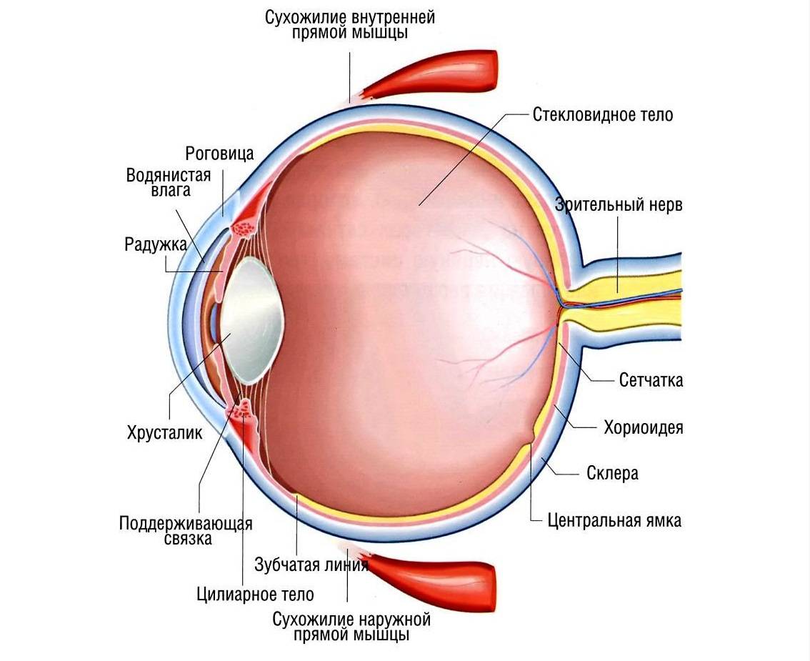 Основные типы глаз человека