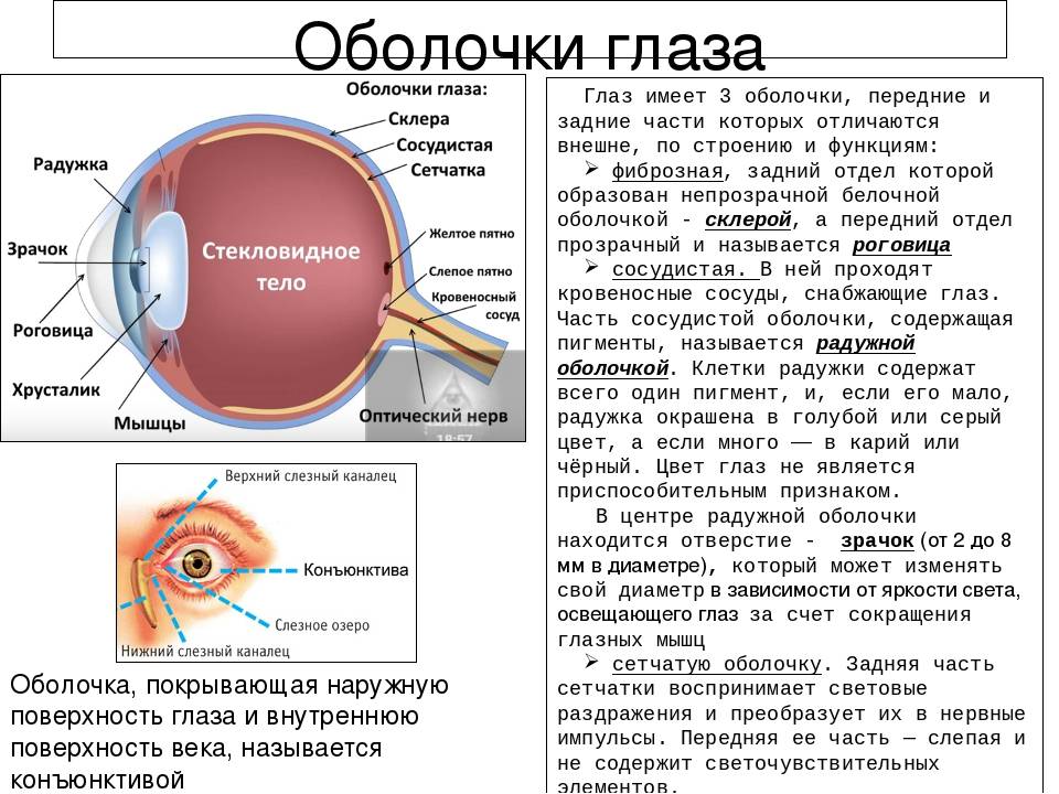 Строение и функции органов зрения человека. глазное яблоко и вспомогательный аппарат