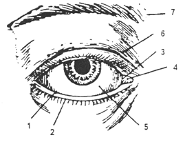 Конъюнктивальный мешок глаза — место нахождения и основные функции