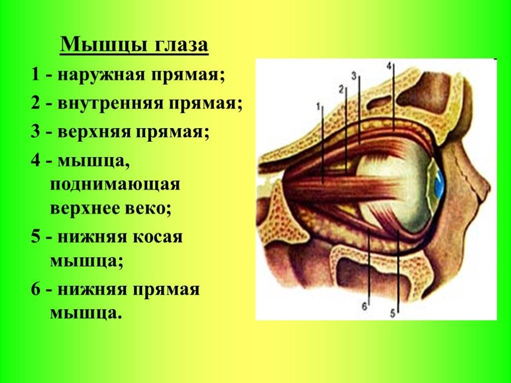 Нижнее и верхнее веки глаз: строение, анатомия, болезни oculistic.ru
нижнее и верхнее веки глаз: строение, анатомия, болезни