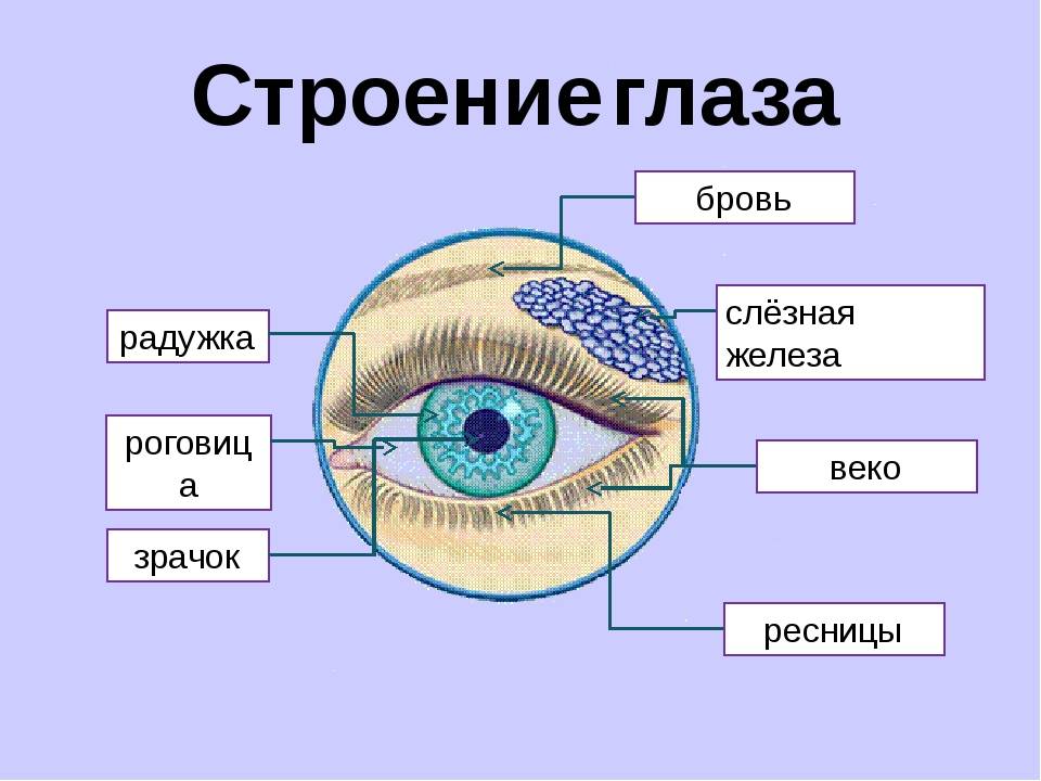 Анатомия глаза. строение глаза и функции его частей - sammedic.ru