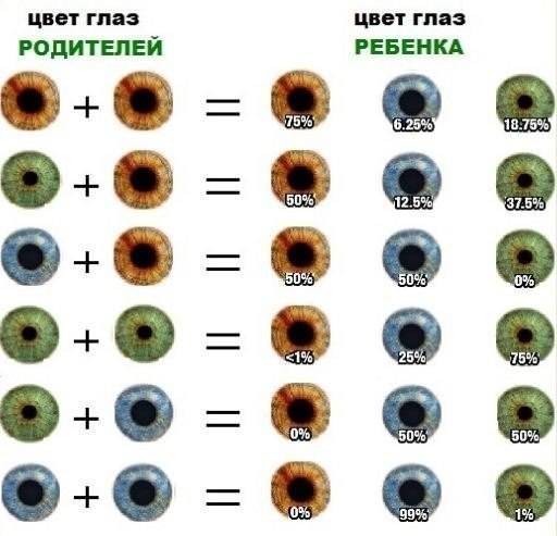 Какой цвет глаз будет у ребенка: таблица, закономерности и прогнозы!