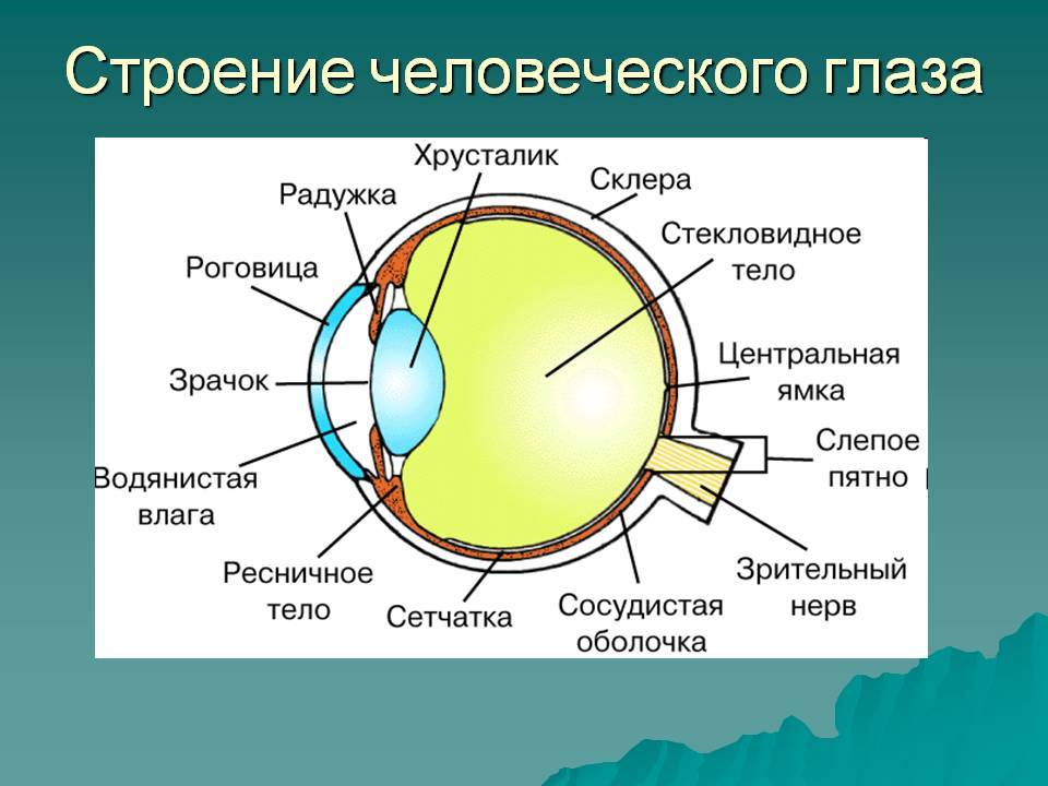 Радужка глаза: строение, функции, болезни - "здоровое око"