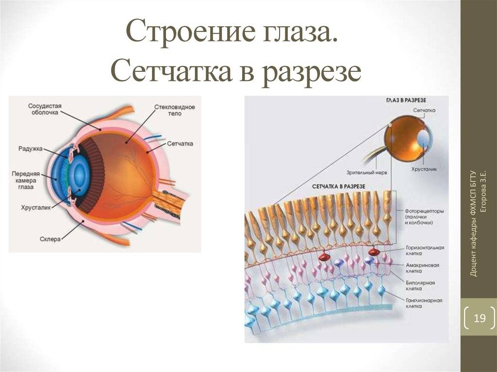 Что такое сетчатка глаза, каковы ее функции и строение
