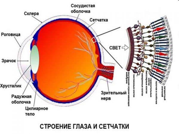 Сетчатка глаза - болезни и лечение, профилактика!