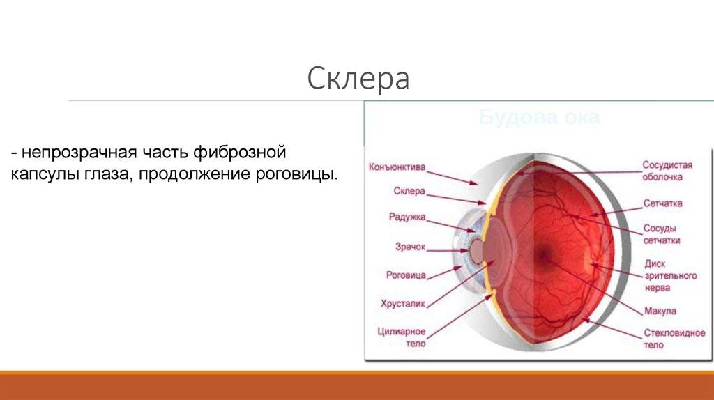 Склера глаза: строение, функции, заболевания и лечение