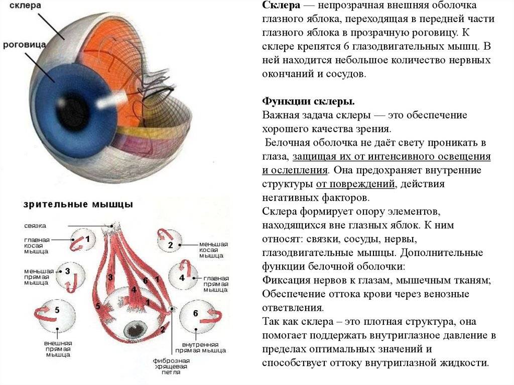 Плоская роговица глаза - описание патологии