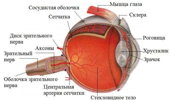 Отек диска зрительного нерва: симптомы, причины, лечение