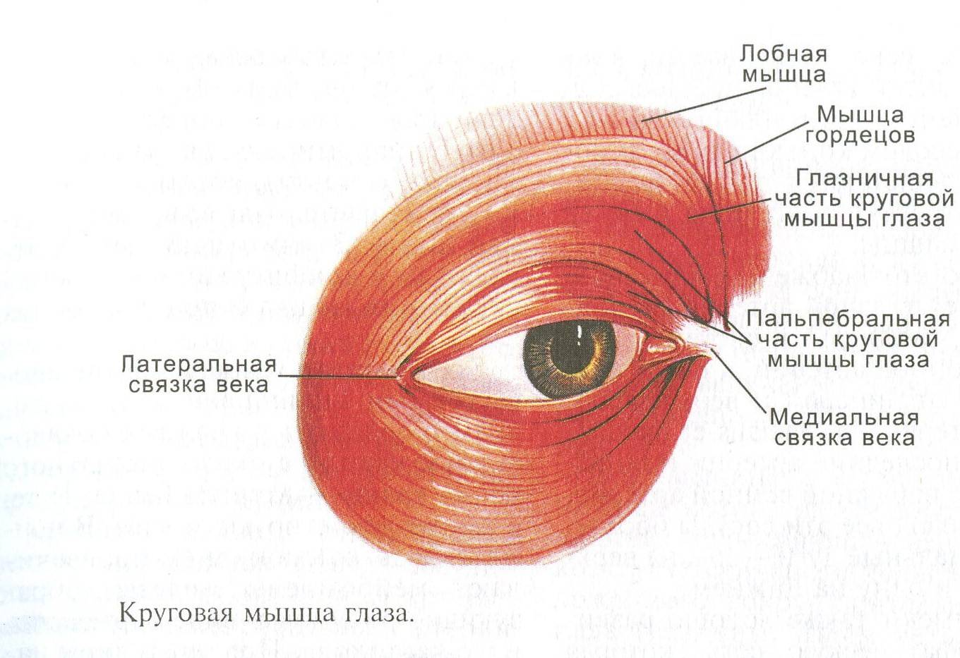 Мышцы глаза: строение, функции, заболевания - "здоровое око"