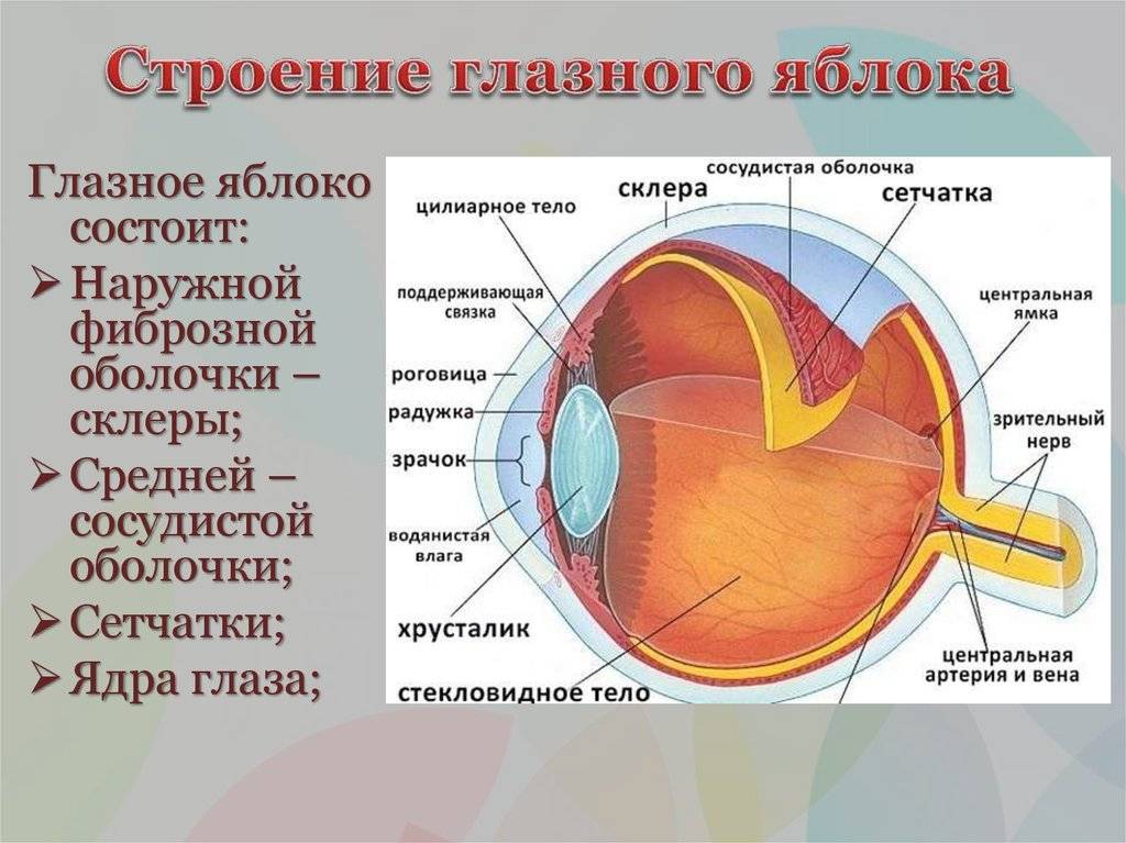 Глаз человека — анатомическое строение
