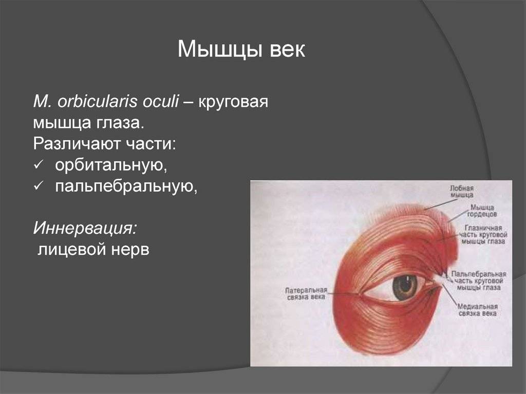 Круговая мышца глаза – строение и функции
