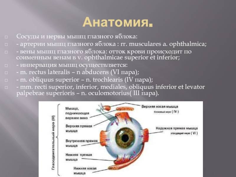 Строение глаза человека - структура человеческого в анатомии, название части и состав, схема, из чего состоит, функции внешнего органа