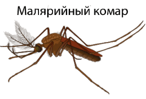 Как выглядит малярийный комар