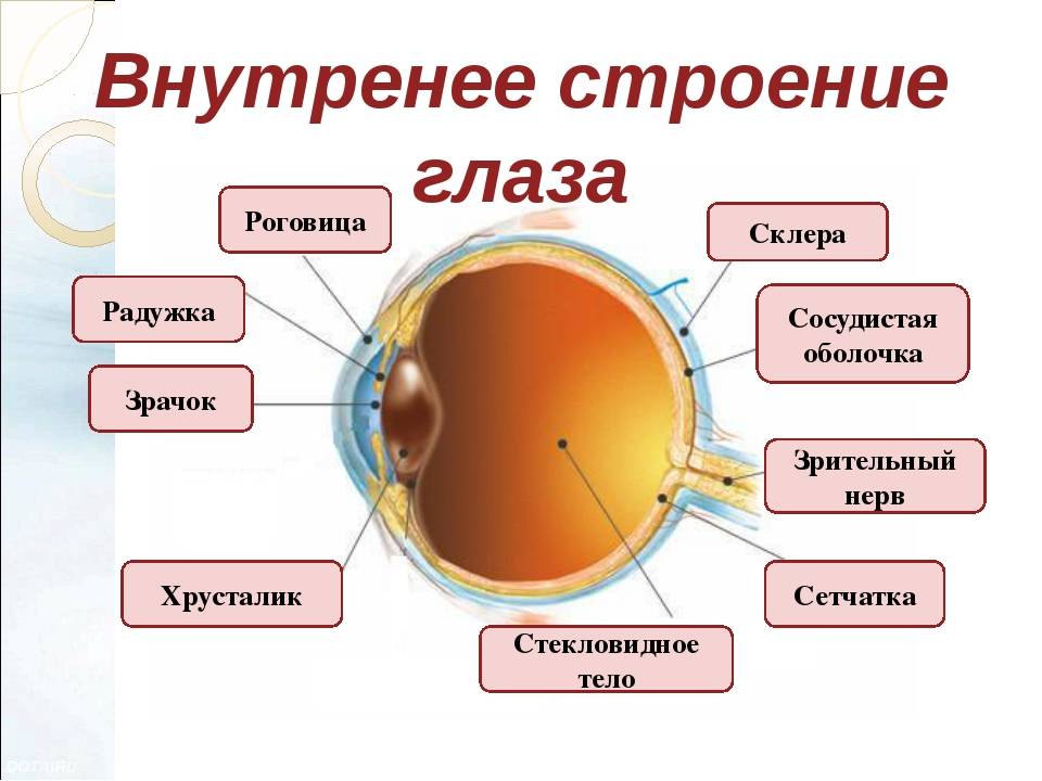 Строение глаза человека - схема анатомии с описанием функций, фото