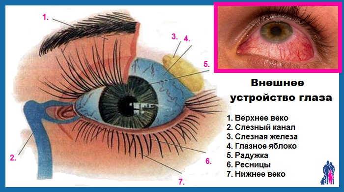 Слезятся глаза при простуде и насморке: причины, лечение oculistic.ru
слезятся глаза при простуде и насморке: причины, лечение