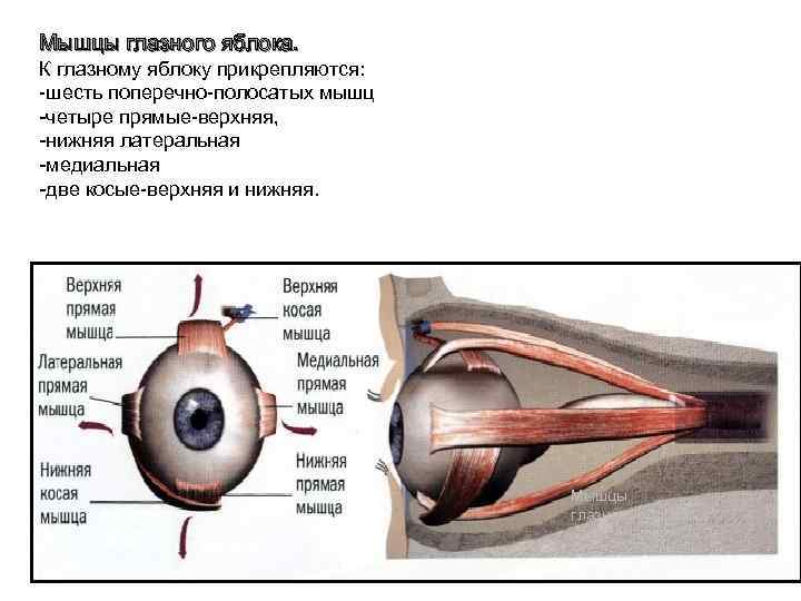 Мышцы глаза: строение, функции, заболевания