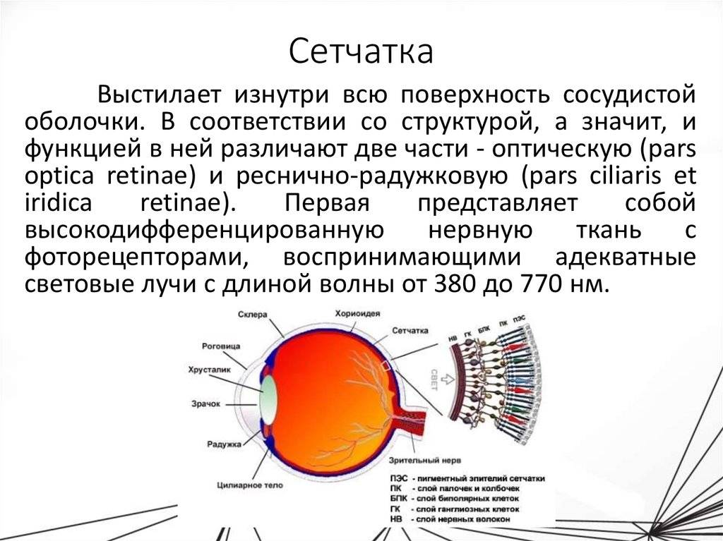 Сетчатка глаза - строение и функции, заболевания