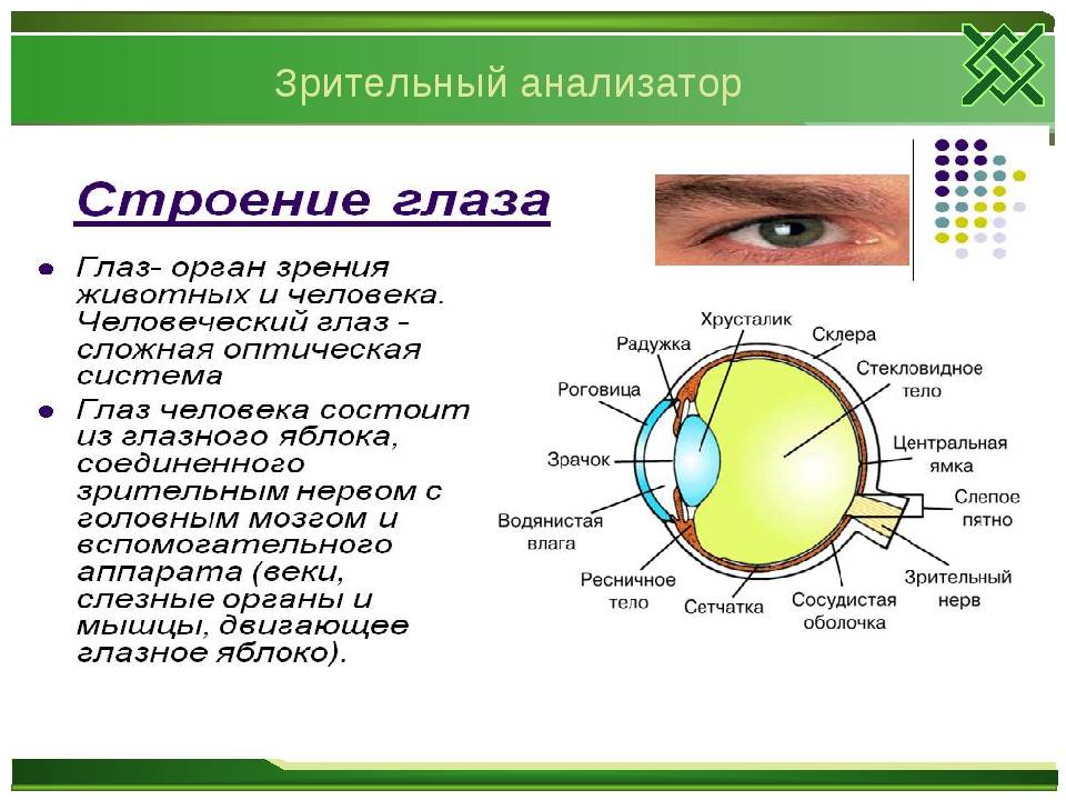Зрачок глаза человека: строение, функции, лечение