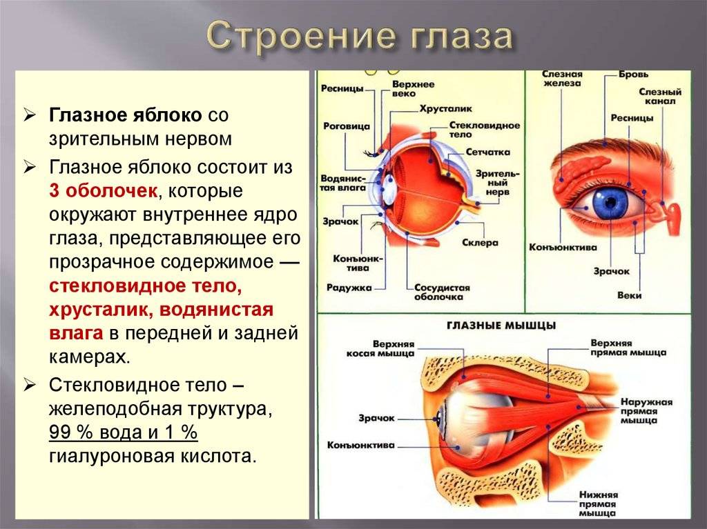 Мышцы глаза: строение, функции, заболевания - "здоровое око"