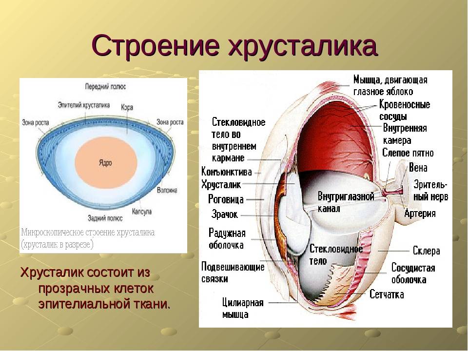 Установите последовательность прохождения света через глаз