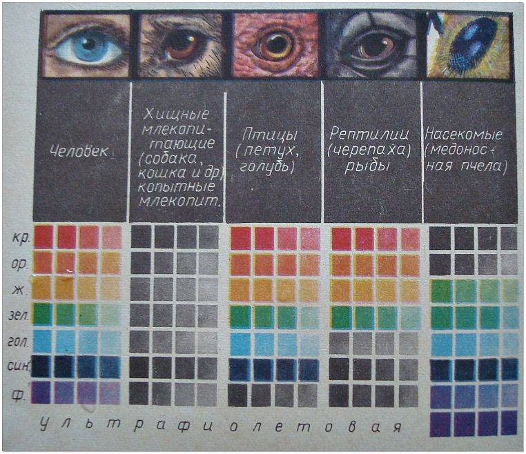 Сколько цветов видит человеческий глаз