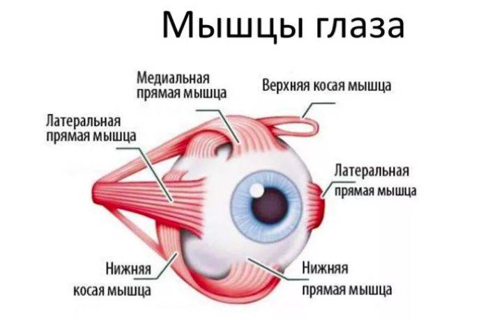 Упражнения для глаз: рекомендации (сергиев посад)
