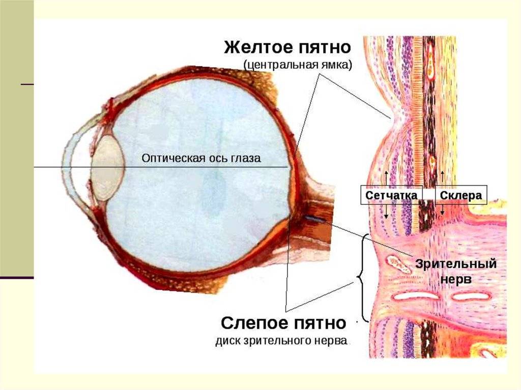 Немного анатомии: слепое пятно — это норма или патология?