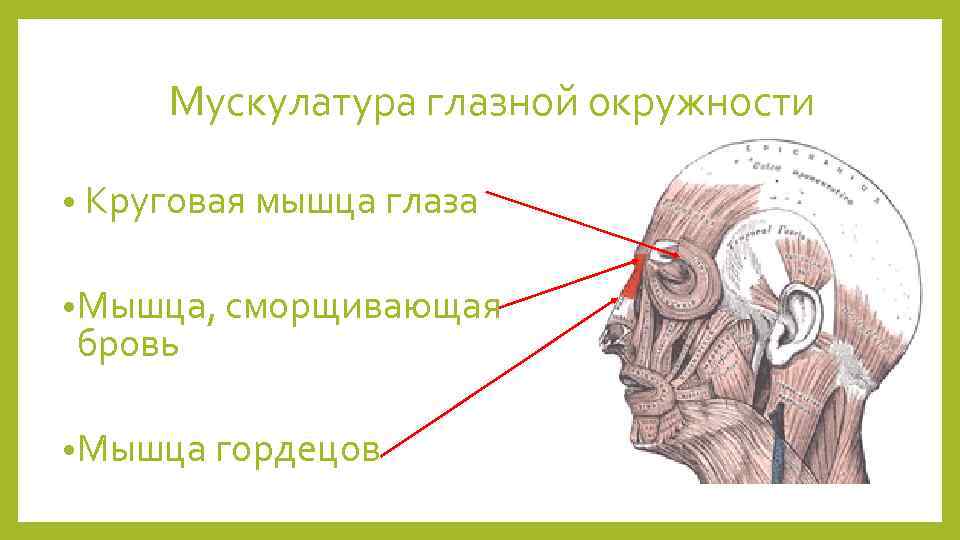 Мышцы глаза - строение и функции, диагностика и заболевания - сайт "московская офтальмология"