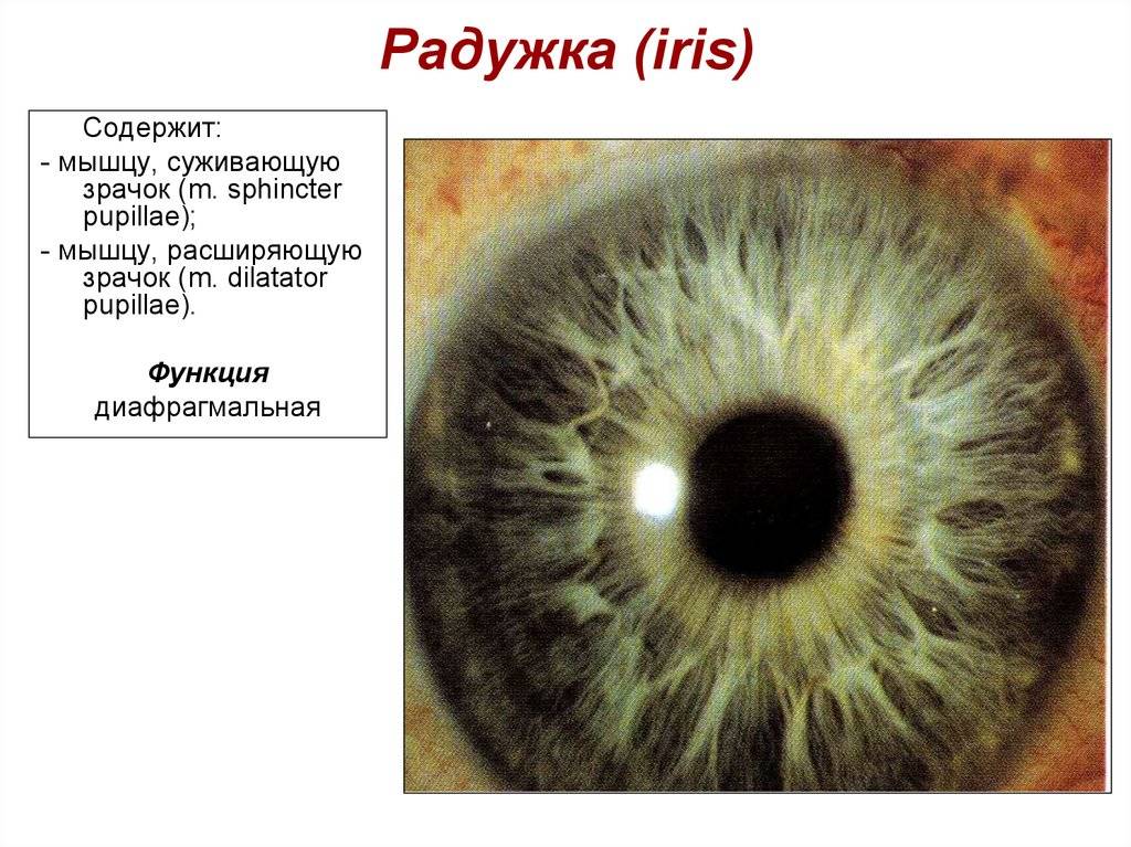 Зрачок - строение, диагностика заболеваний - "здоровое око"