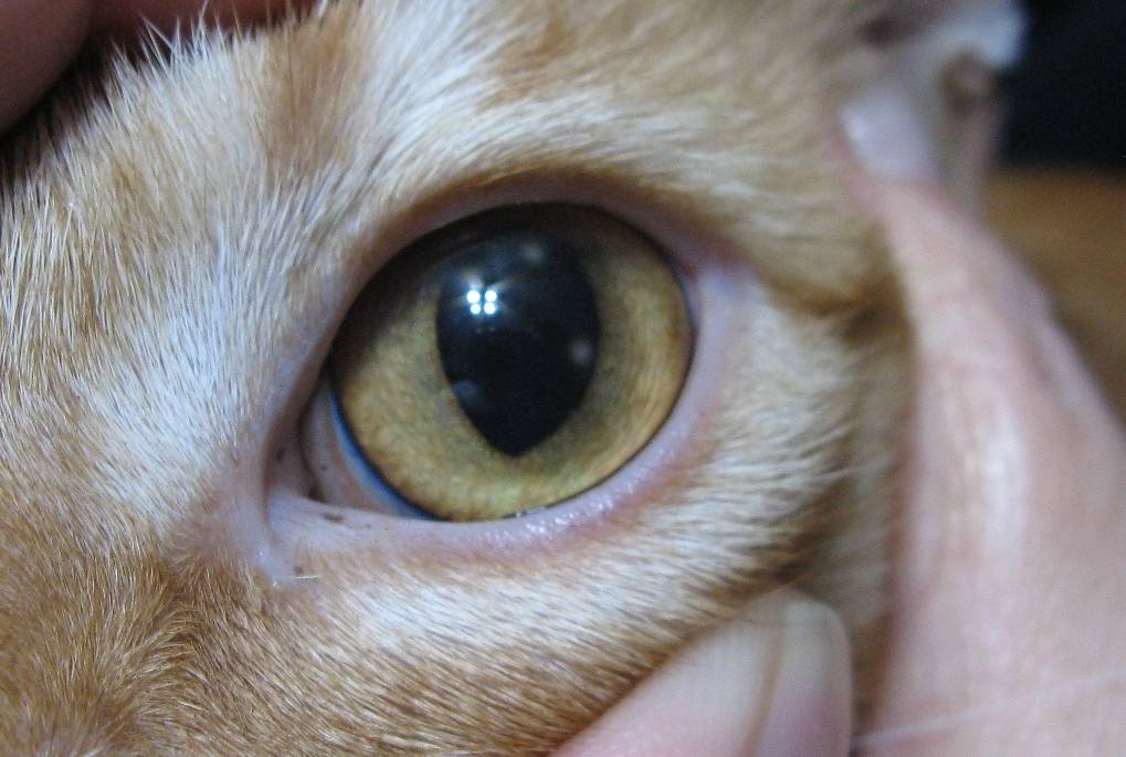 Третье веко у кошек: что это такое, фото, причины его воспаления (в том числе когда им закрываются глаза), лечение и профилактика