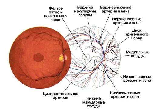 Как проверяют глазное дно - проверка, для чего и как смотрят, зачем, что показывает осмотр, как проверить
