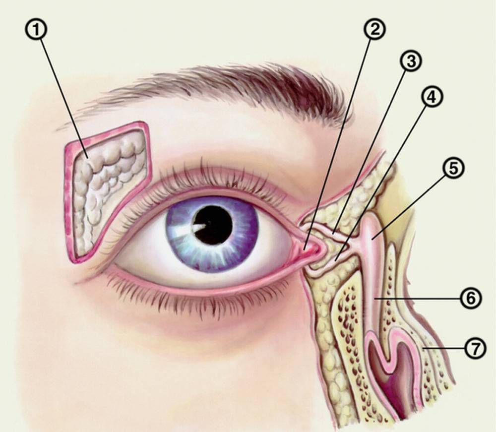 Конъюнктива глаза: что это такое, симптомы и лечение патологий