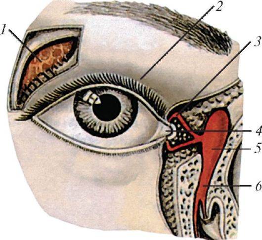 Слезные железы вспомогательный аппарат. Слёзная железа анатомия. Строение глаза слезный мешок. Строение глаза слезный канал. Строение глаза слезный мешок , железа.